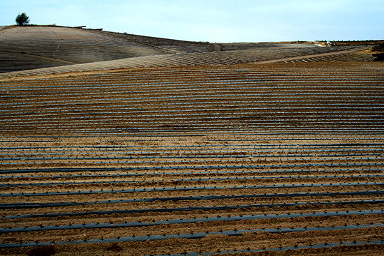 Tomato field at Valdivia Farm 番茄在瓦尔迪维亚农场