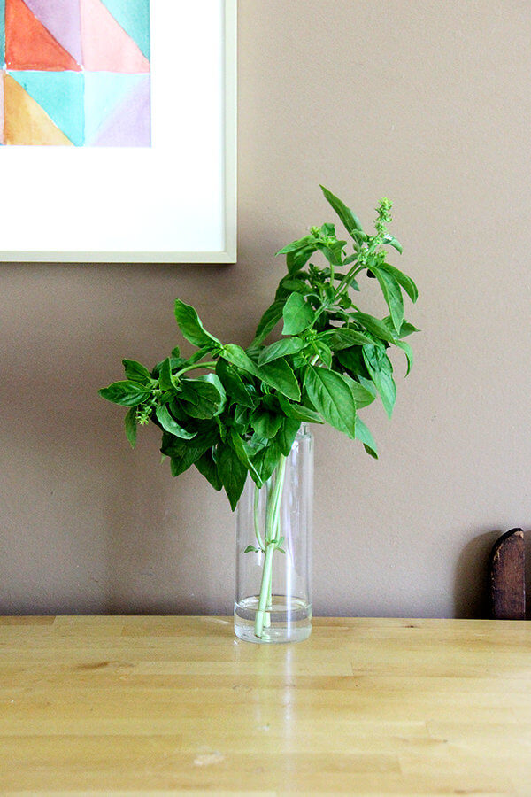 活跃起来了罗勒