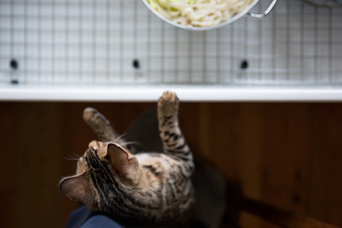 我们的孟加拉虎猫,黄樟