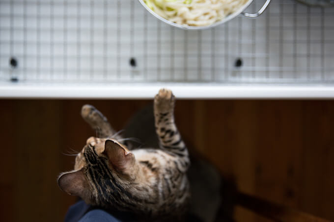 我们的孟加拉虎猫,黄樟